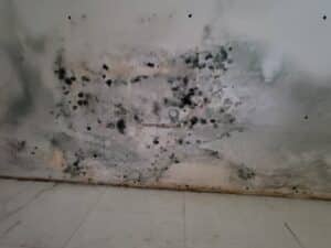 mold mitigation